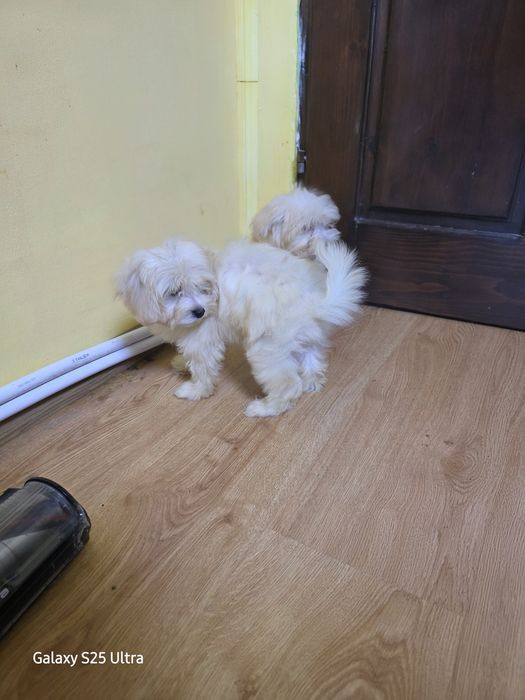 Момче и момиче малтипу