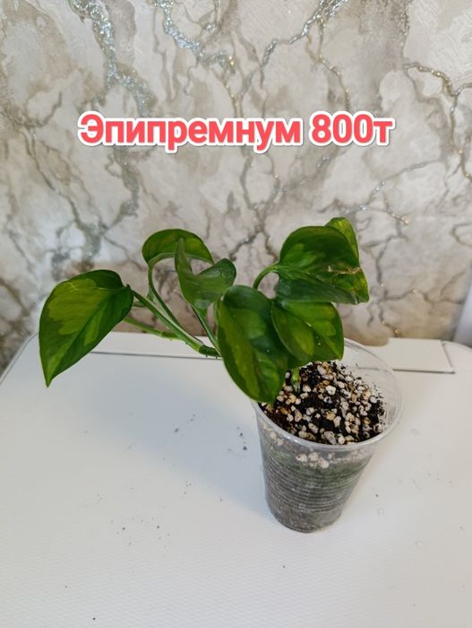 Комнатные растения кжби