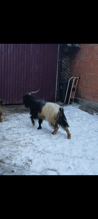 Caută un gospodar..țap tânăr trei ani bun de prăsilă ..Nepos.