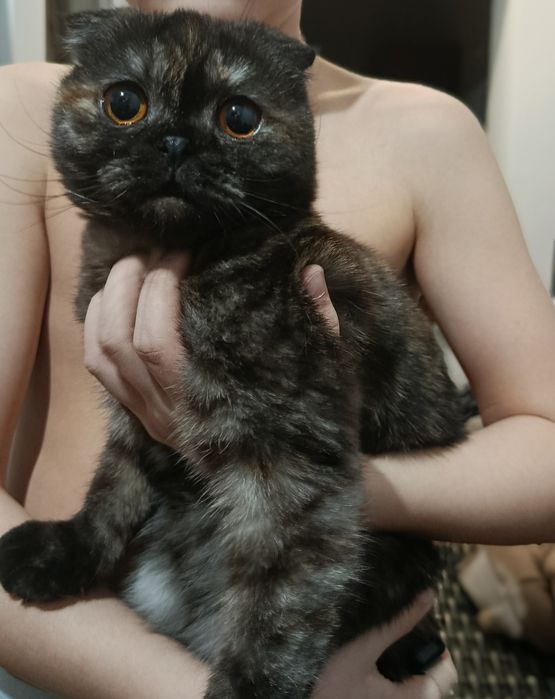 Mushuk koshka кошки кошка девочка