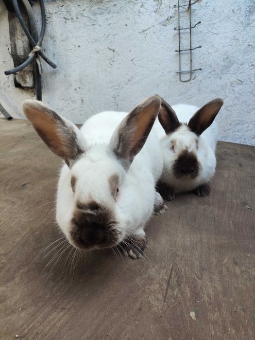 Куёнлар сотилади тоза кон Калифорния зотли