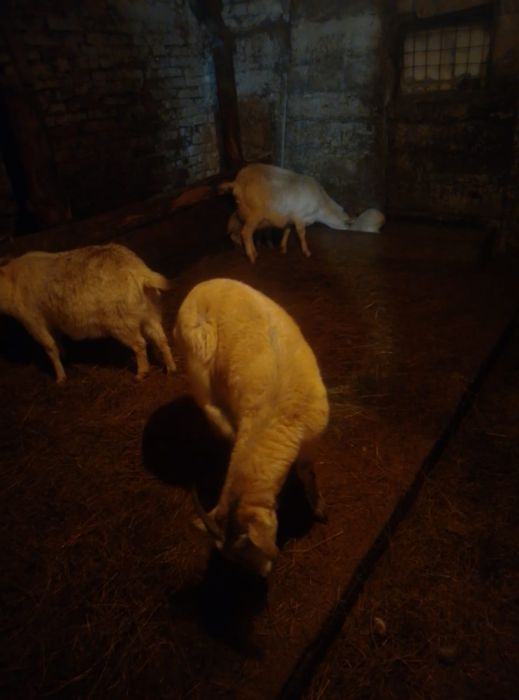 Объявления кокшетау