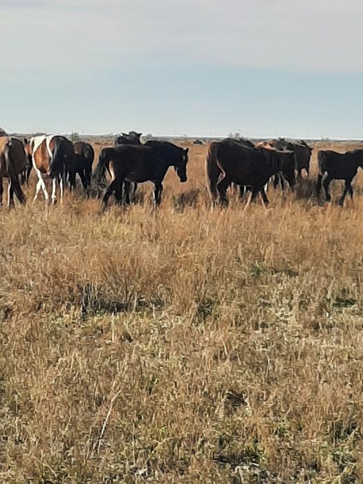 Соғымдық семіз жылқылар сатылады