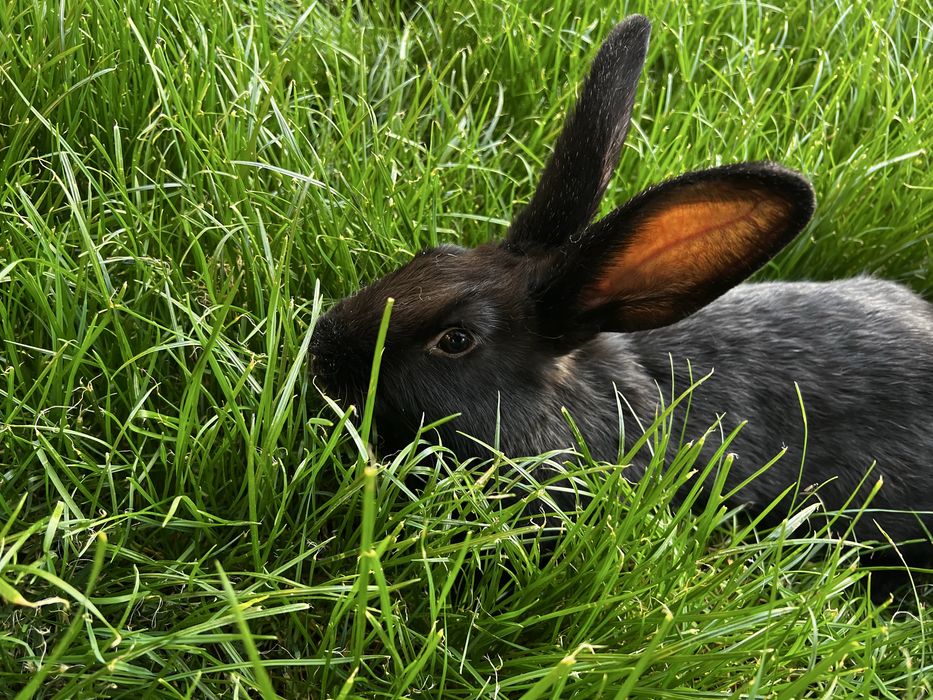 Гебрид куйонлар нова зеландски блан панон чатишган сотлади