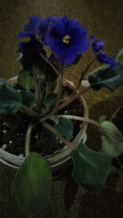 Фиалки сортовые крупные.