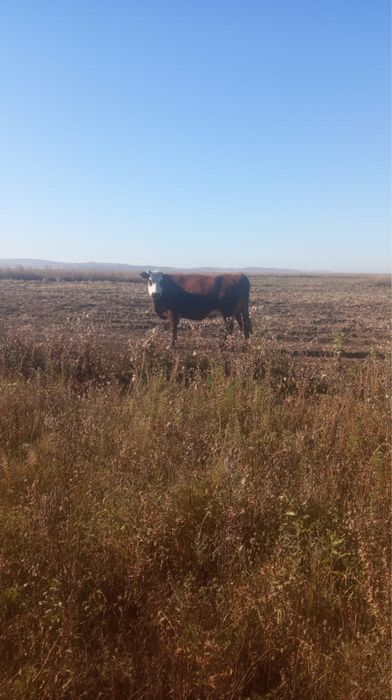 Карова жирная продаю