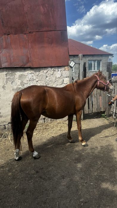 Продам құнан стоит в Сортировке