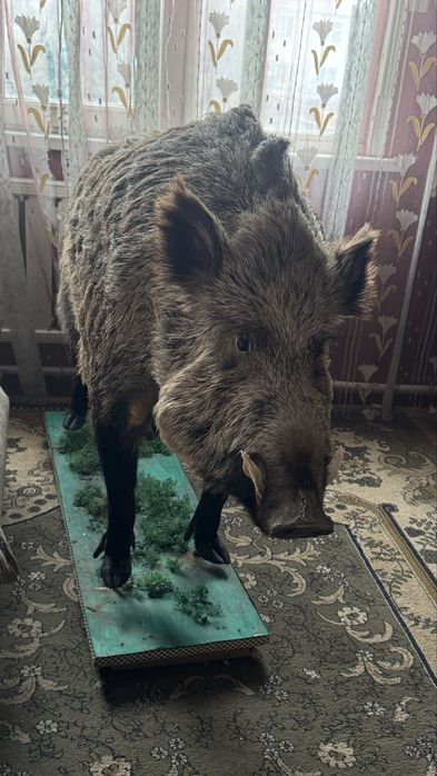 Декаративный кабан