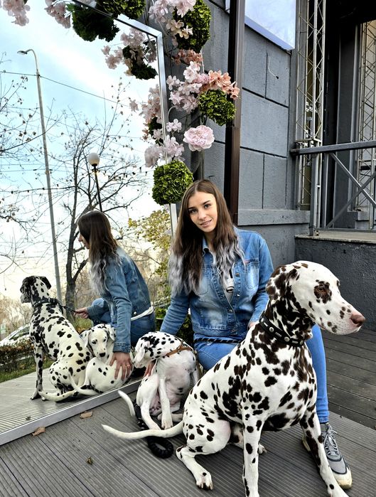 Далматин на фотоссесию