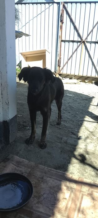 Отдам в добрые руки