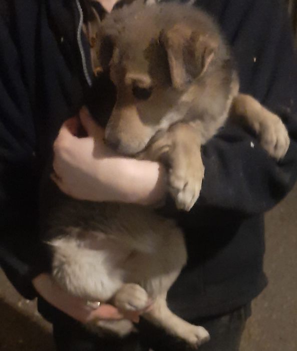 Ищет хозяина, девочка