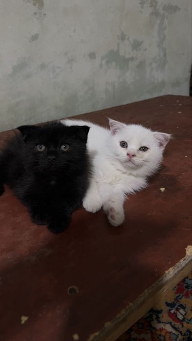 Продаются котята