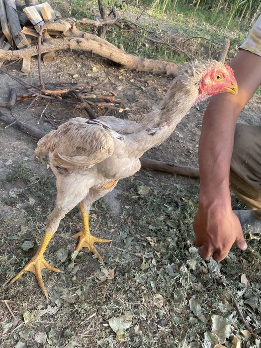 Olya Fraymoot bilan porno tomosha qiling