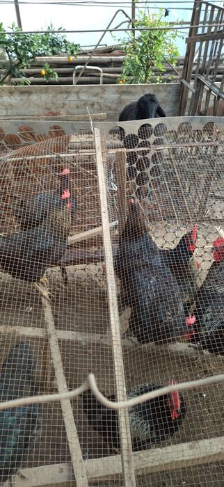 Qora shaxzoda xorozlar sotiladi