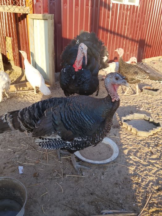 Индук күрке тауық