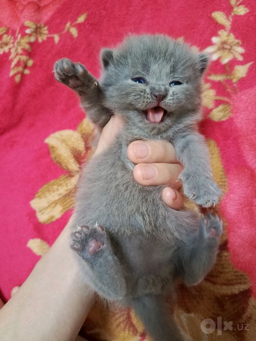 Продаются котята