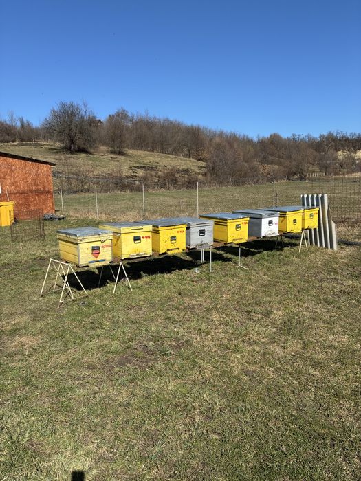 Disponibile 10 familii de albine din 20