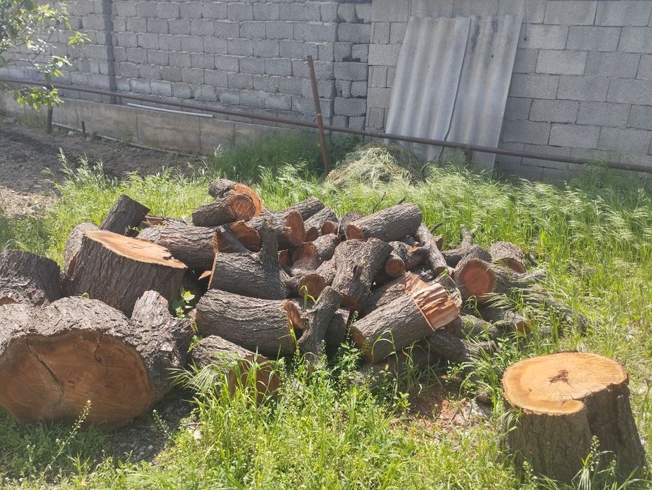 дроваиз дерево урюк