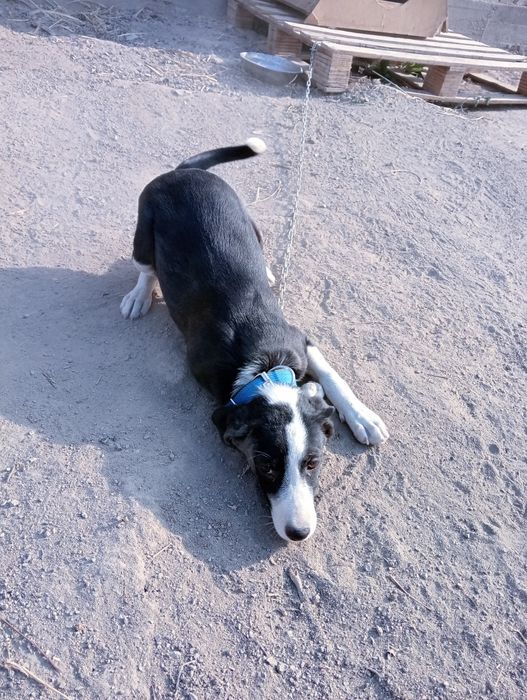 Отдам в хорошие руки!!!