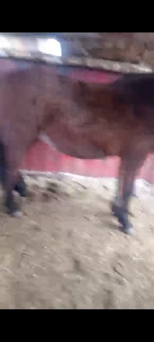 Продам кабыл две штуки