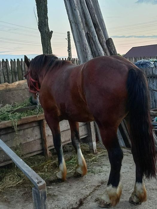 De vânzare cal semgreu de 2 ani