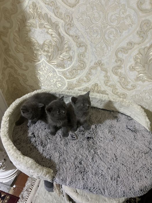 Скотиш фолд