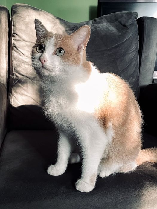 Отдам кошку в добрые руки