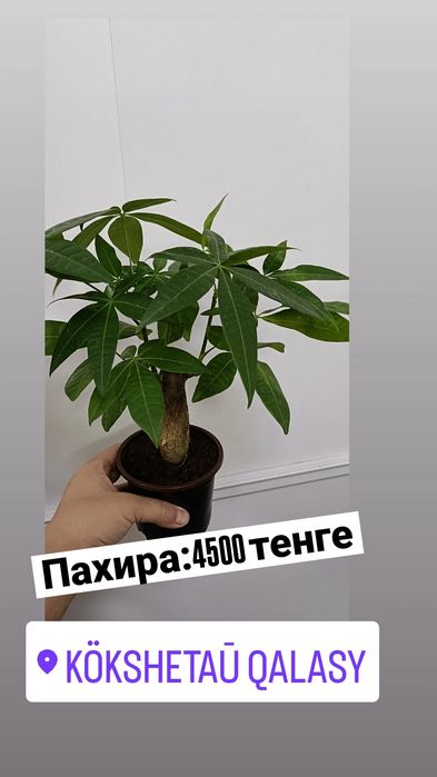 Пахира:4500 тенге