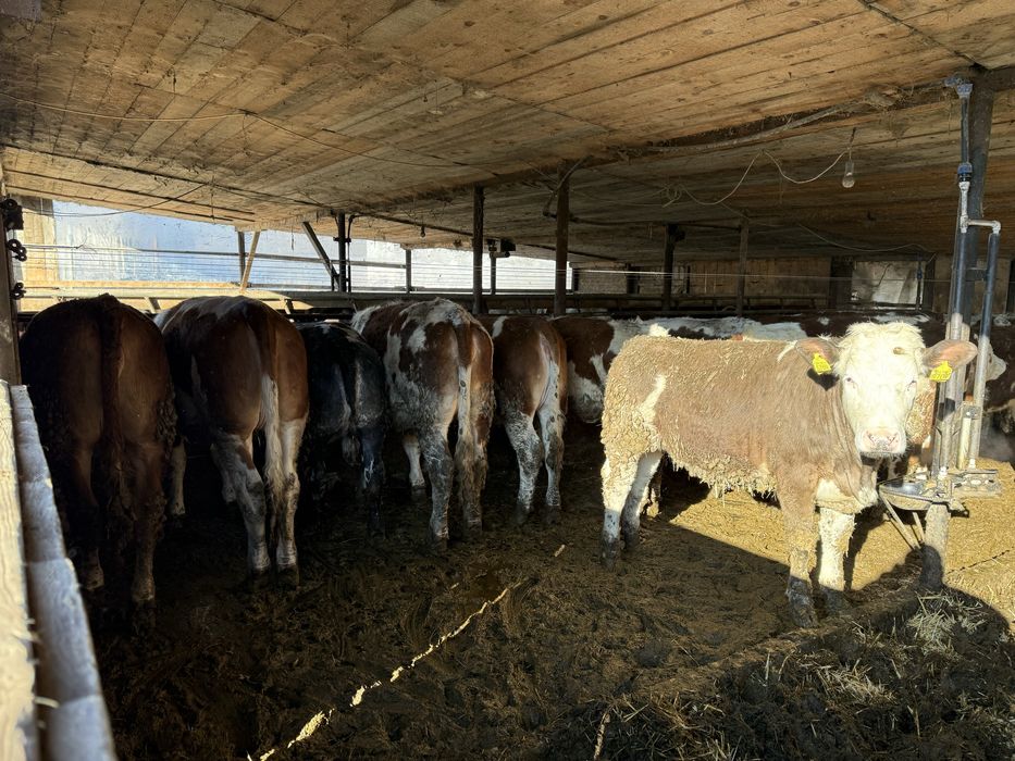 De vanzare taurasi si vitele