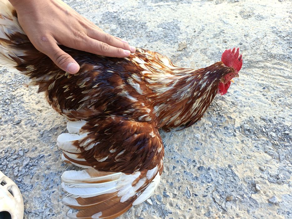 Петух, ламон браун