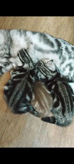 Шотландские котята Скоттиш-фолд