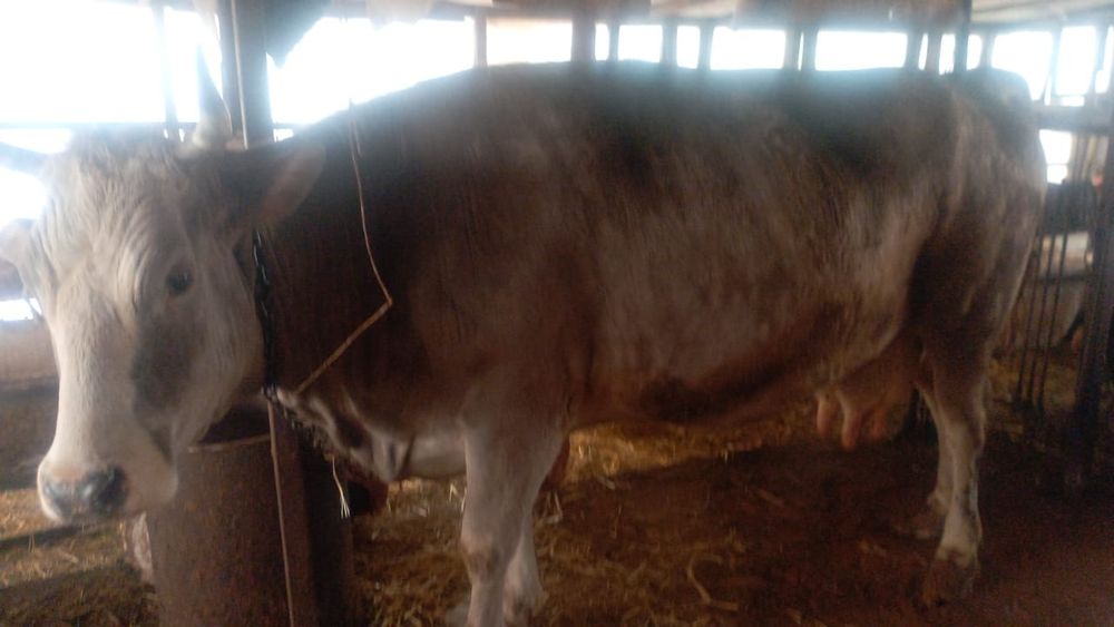 Корова,на продажу