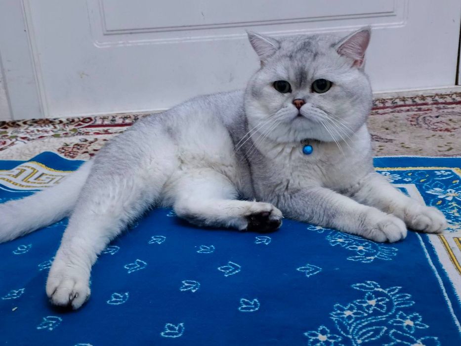 Вязка кошка Nasl olish uchun mushuk