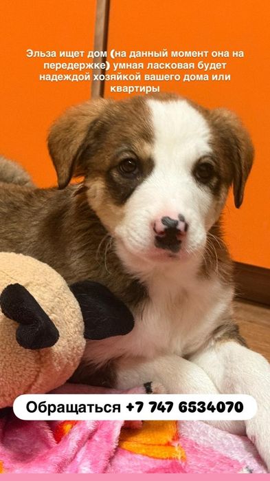 Пристраивается  щенок