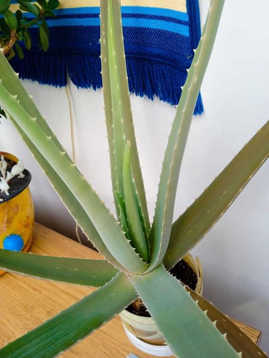 Продаю большой алоэ