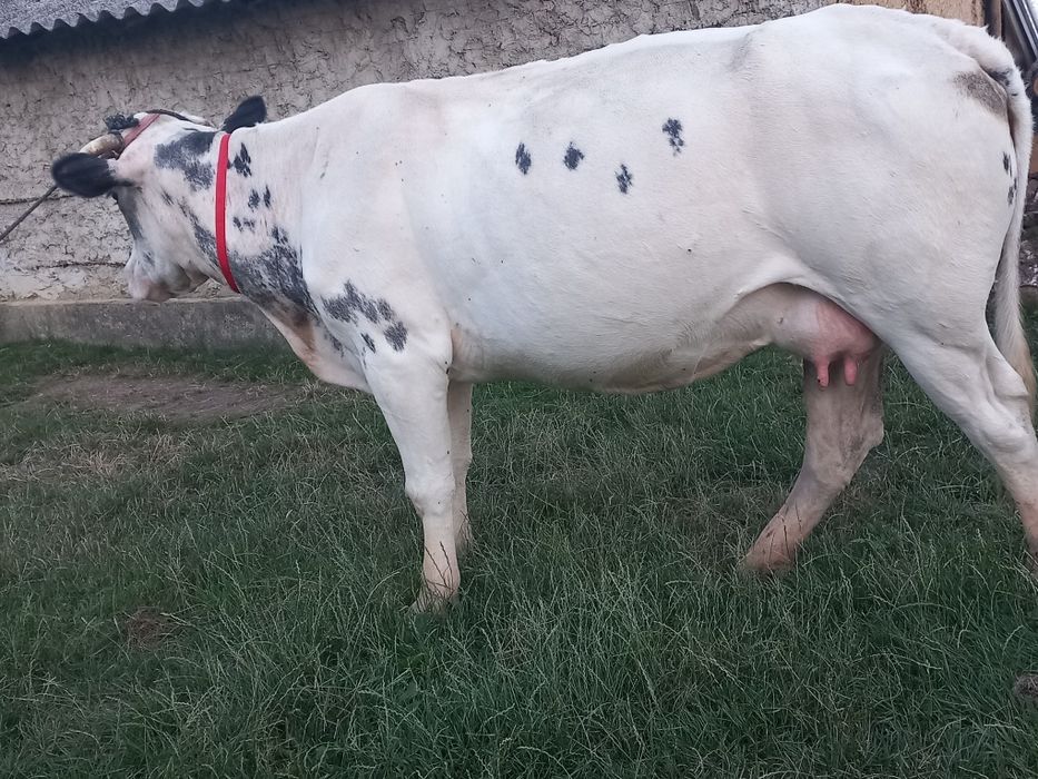 Vând vaca gestanta în 2 luni