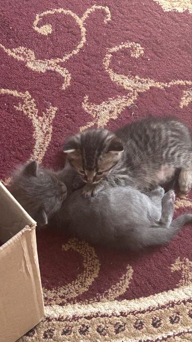 Срочно отдам котят в добрые руки!