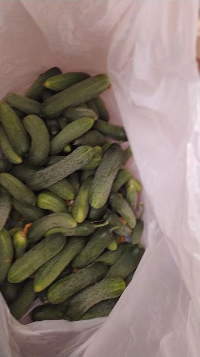 Продам огурцы домашние свежесобранные