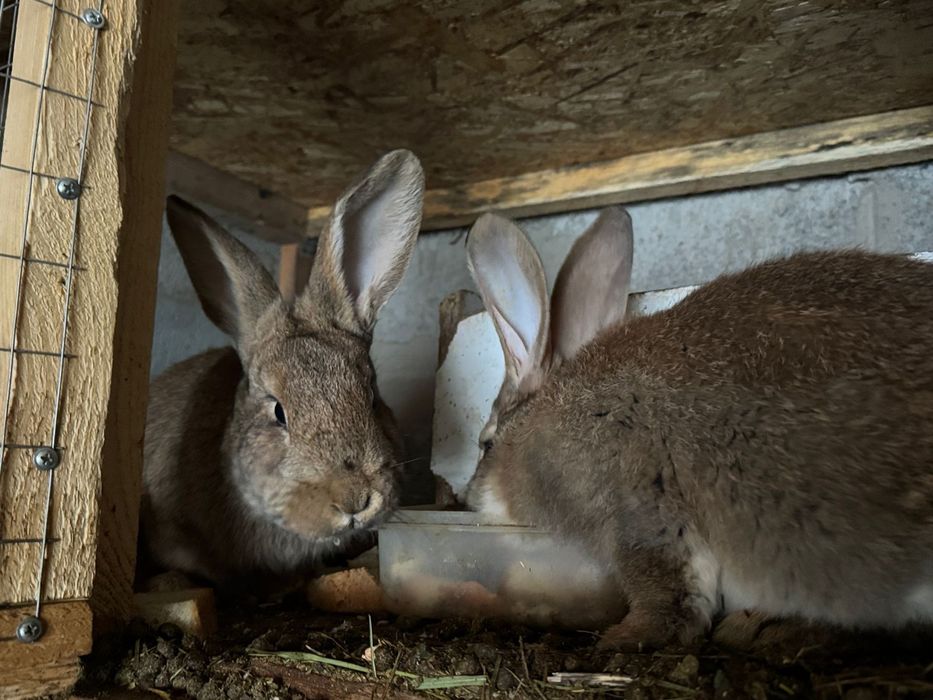 Продам кроликов, кролчат