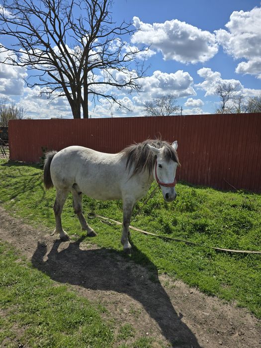 Cal de vanzare in comuna Movila