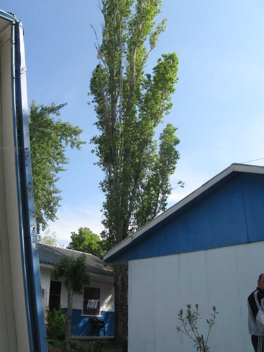 Рязане на опасни дървета