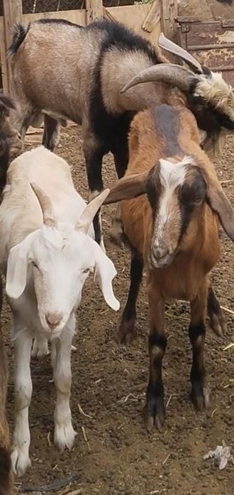 Козы, пародистые