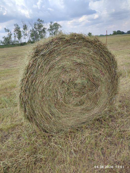 Сено луговое рулон 7000 тг