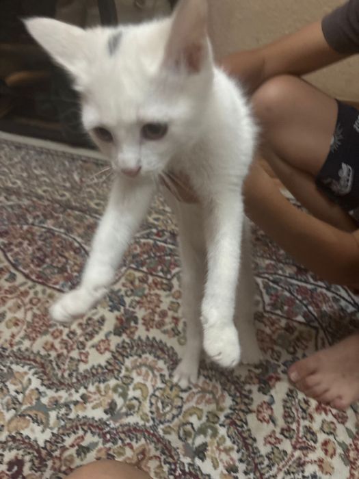 Отдам кошку даром