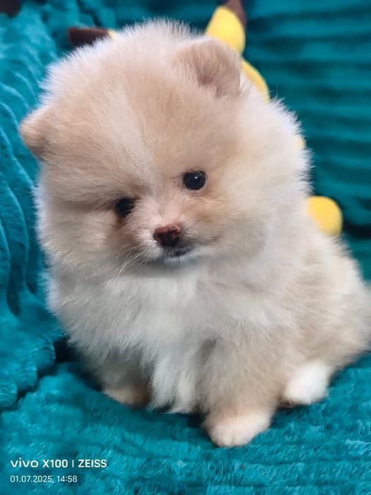 Очаровательные щенки шпица.