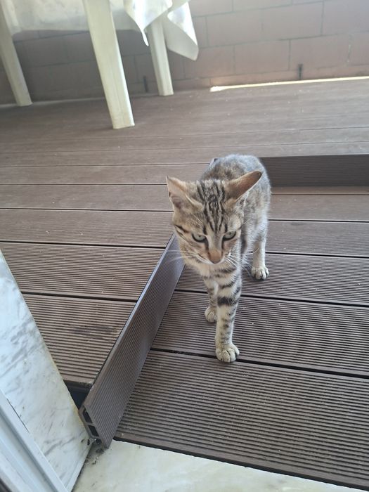 Сладко бездомни  гръцко котенце си търси домкотенце търси любов