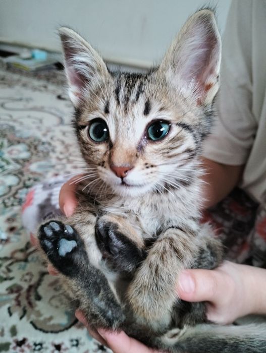 Кішкентай марғау ақылды