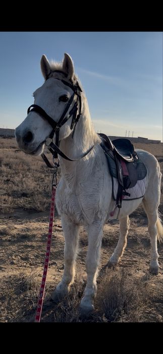 Міңгі ат сатылады