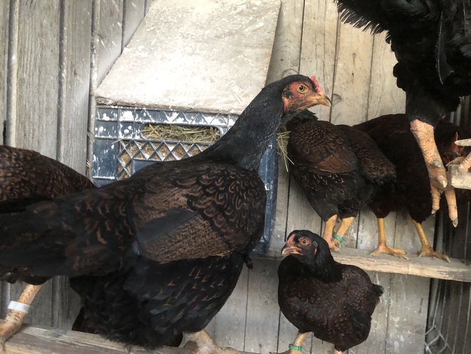 Oua pentru incubat rase deosebite