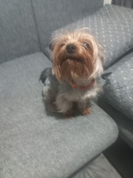 Вязка собак Йоркширский терьер